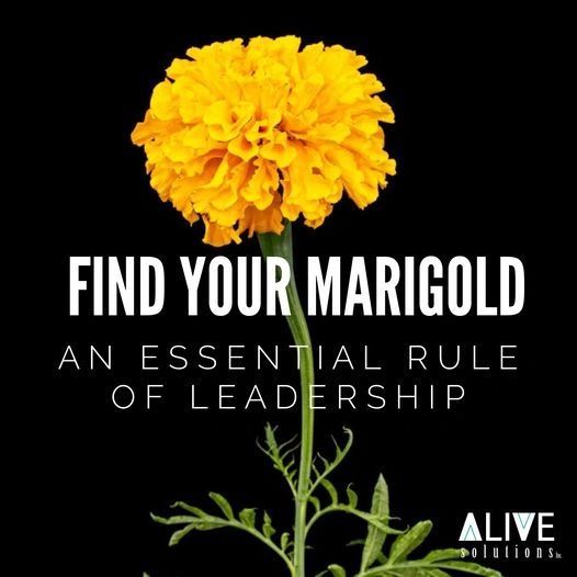 Find Your Marigold An Essential Rule of Leadership + Sanity